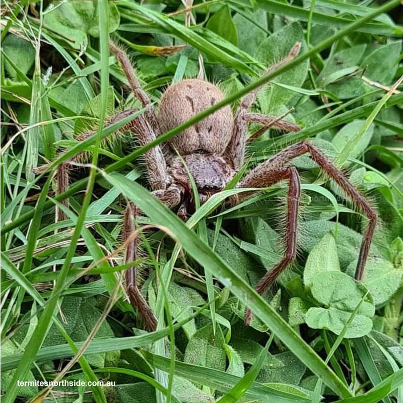 A Huntsman Spider in the grass