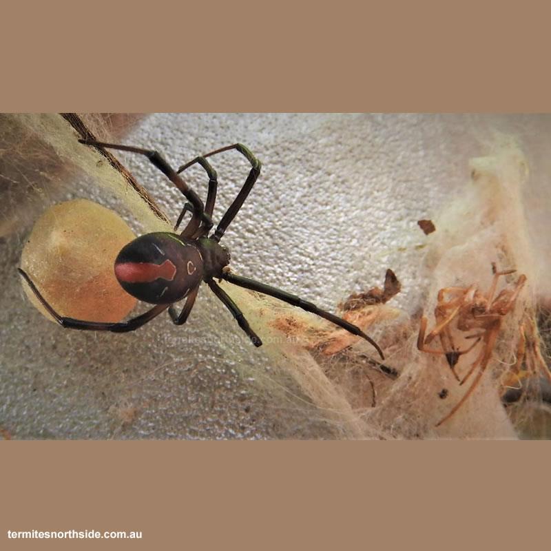 Redback Spider protecting eggs