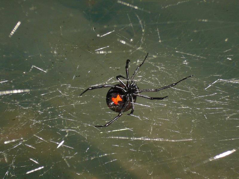 A black widow spider, a close relative to the Redback Spider