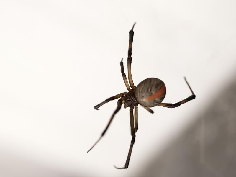 A spider bearing the distinctive mark of the Redback Spider