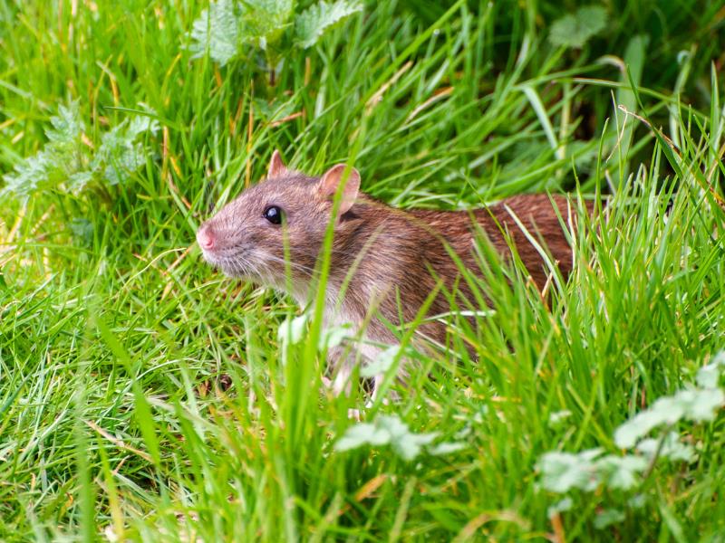 A rat moving through a grassy field