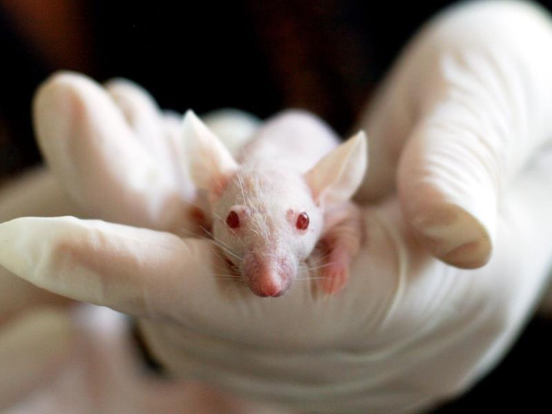 An albino mouse is held by a human