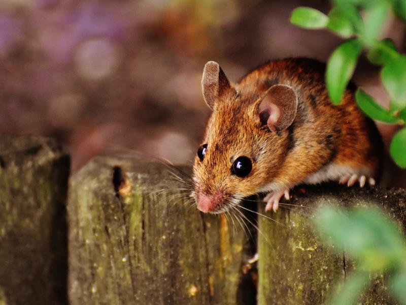 A mouse climbs atop a fence