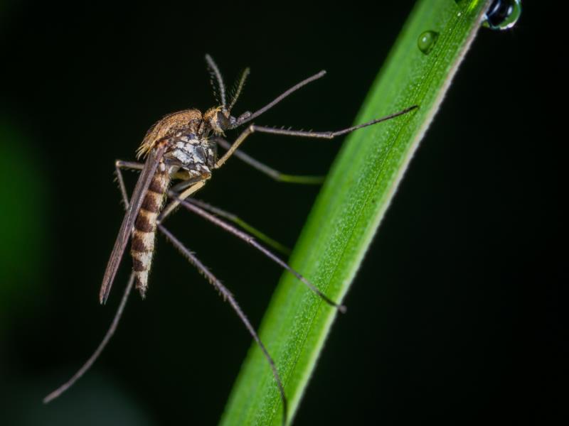 A mosquito hanging from a blade of grass