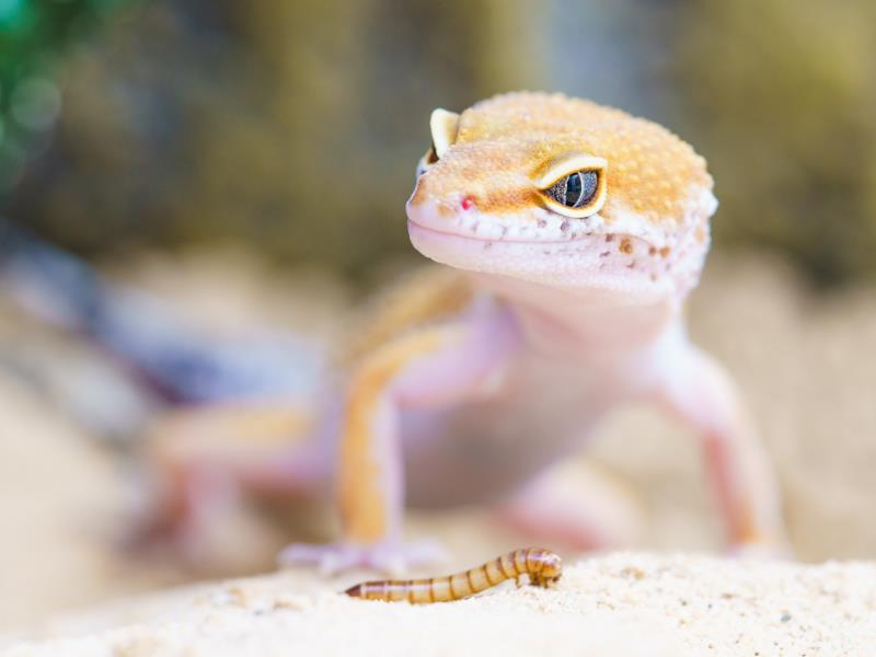 A gecko standing over food