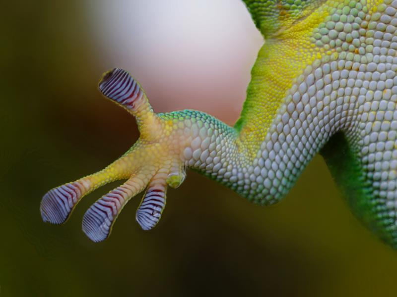 A gecko&rsquo;s sticky feet, pressed up against glass