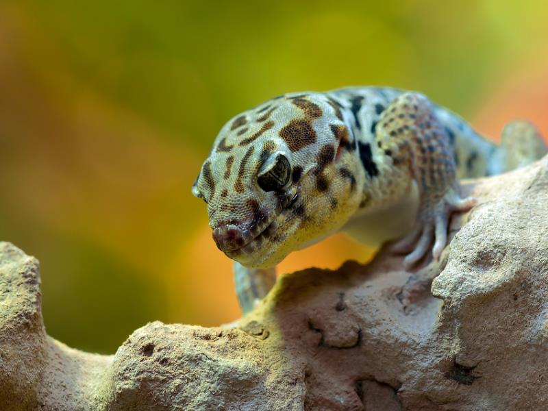 A pet gecko
