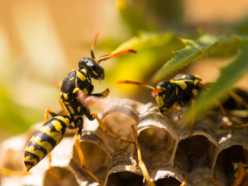 Paper Wasps standing on their nest