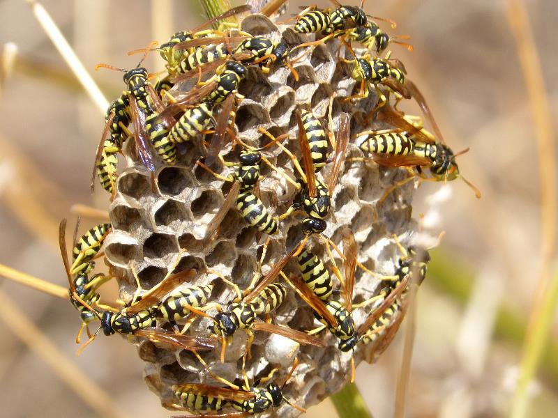 A small collection of paper wasps surrounding a nest