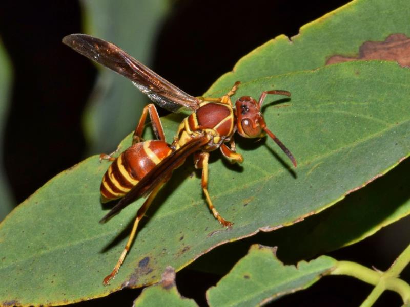 A paper wasp standing on a leaf