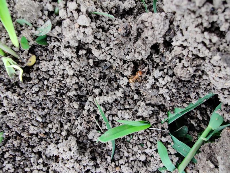 A series of funnel ant nests