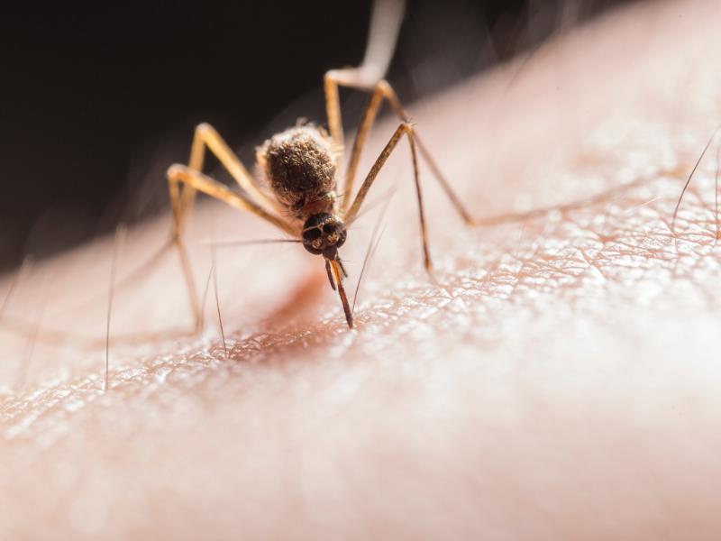 The Japanese Encephalitis Virus is spread by mosquitoes