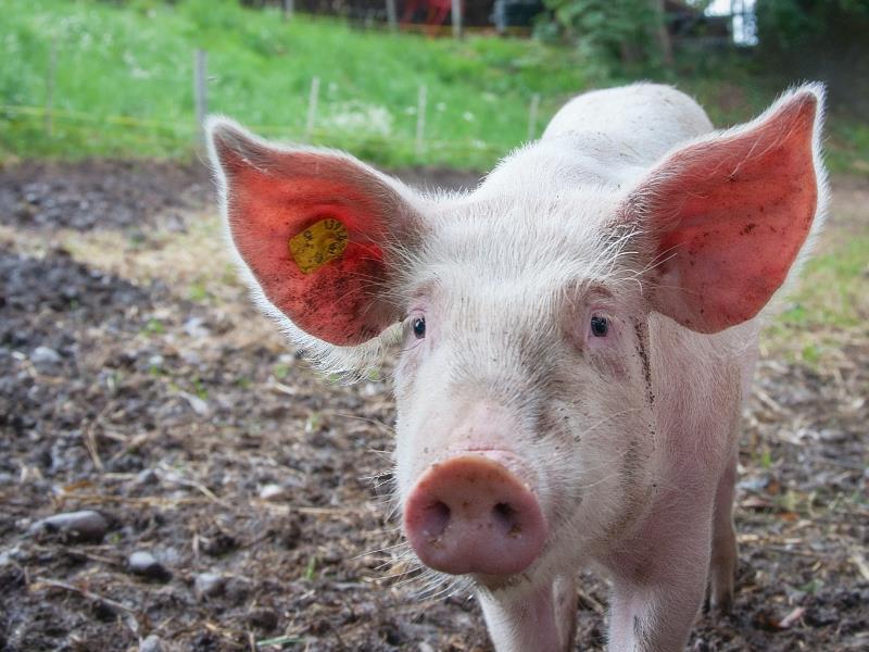 Pigs are a suitable repository for the virus, which means livestock owners should take particular care to avoid JEV