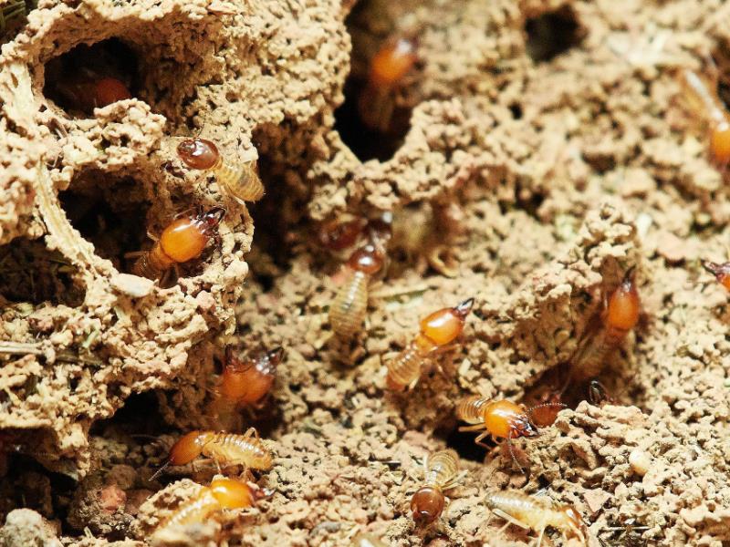 A collection of termites moving around a nest