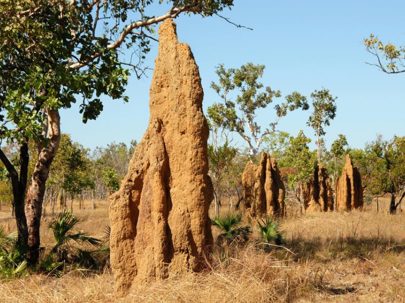 An extremely large termite mound built above ground
