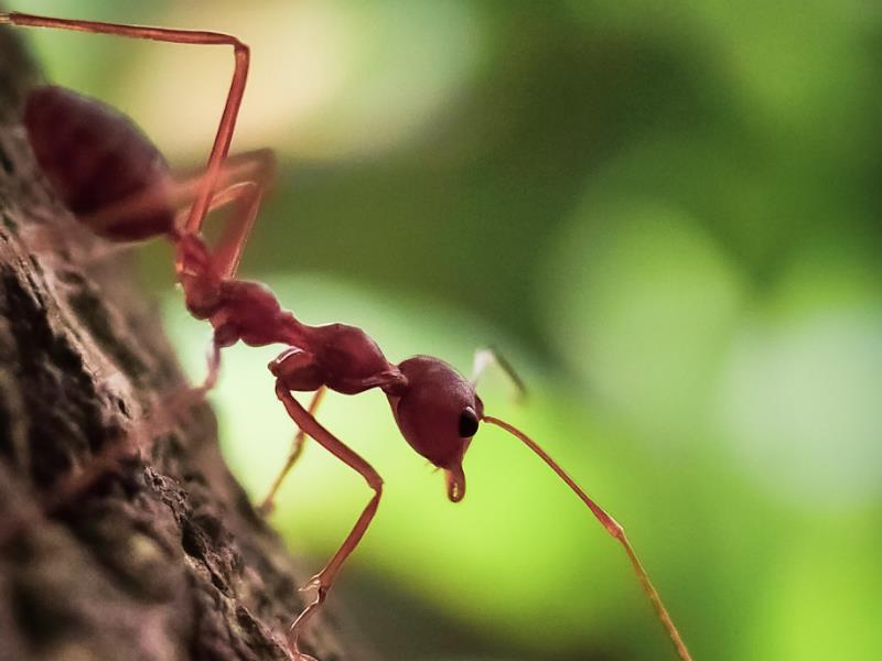 Fire ants have a distinctive red hue, and this can result in other red ants being misnamed as fire ants