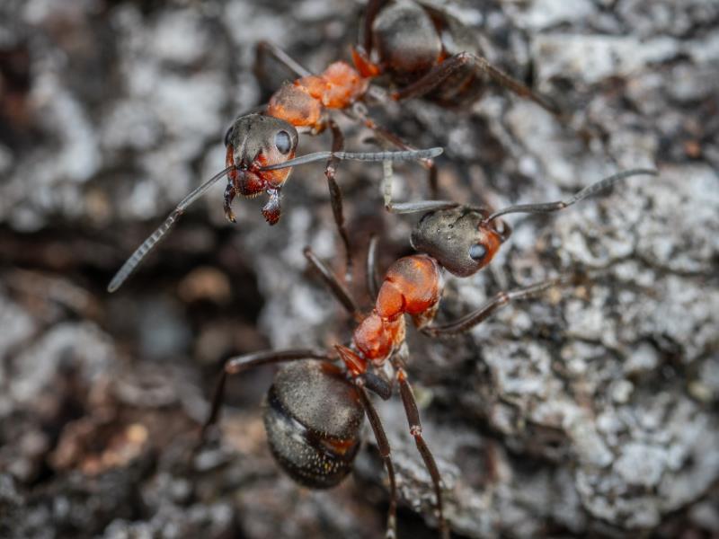 Fire ants are characterised by their painful bite, which is described as feeling like fire