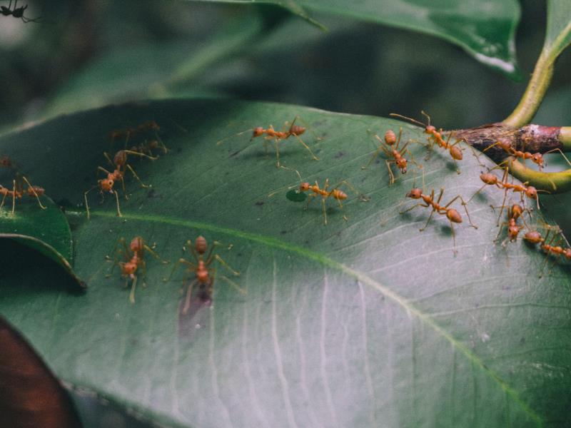 Fire ants can roam quite far in a pack to find food for the colony
