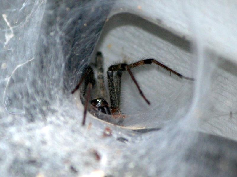 Funnel web spiders are notable for the funnel shape they make with their webs
