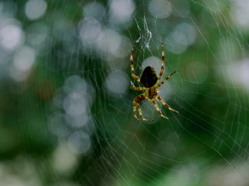 As pictured, typical spider&rsquo;s webs tend to take on shapes more akin to nets, not funnels